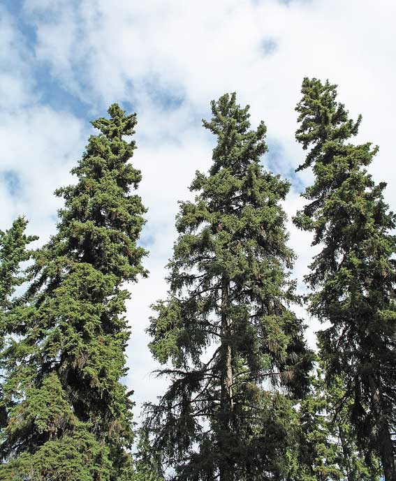 Valkokuusi